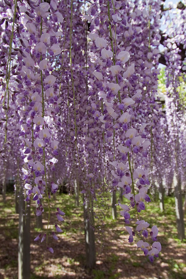骨波田の藤（長泉寺）