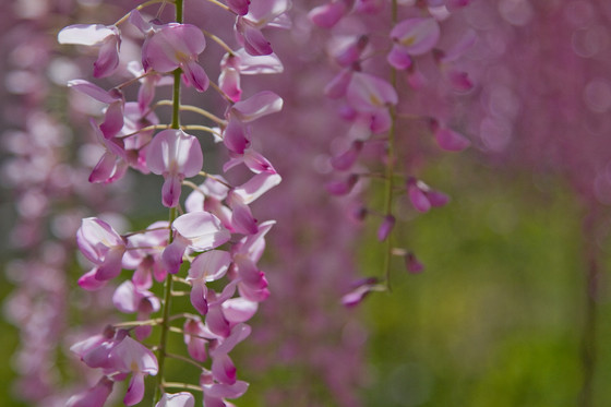 骨波田の藤（長泉寺）
