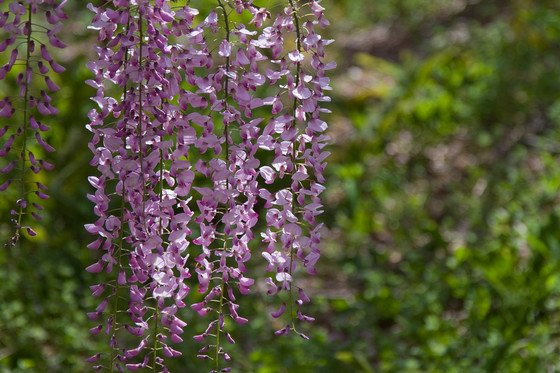 骨波田の藤（長泉寺）