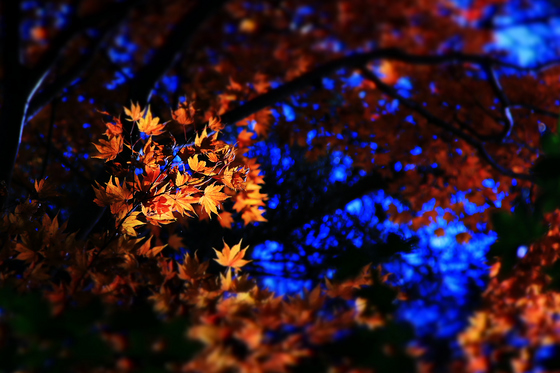 森林公園撮影会