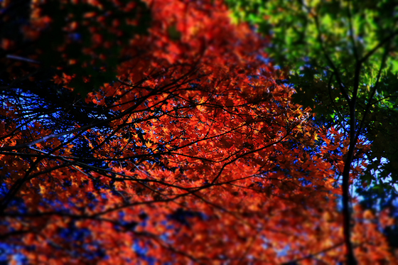 森林公園撮影会