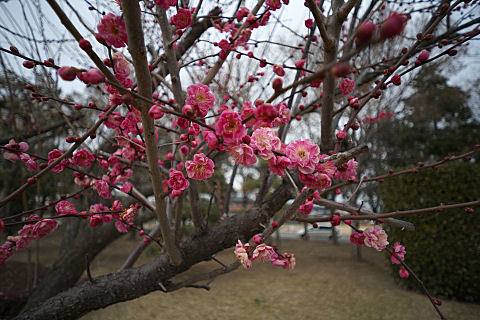 UME