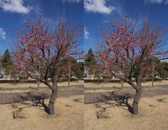 stereogram2