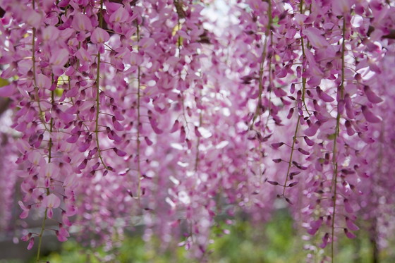骨波田の藤（長泉寺）