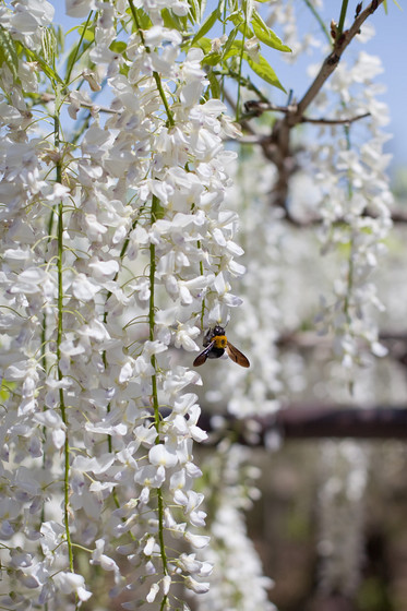 骨波田の藤（長泉寺）