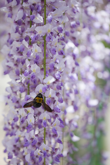 骨波田の藤（長泉寺）