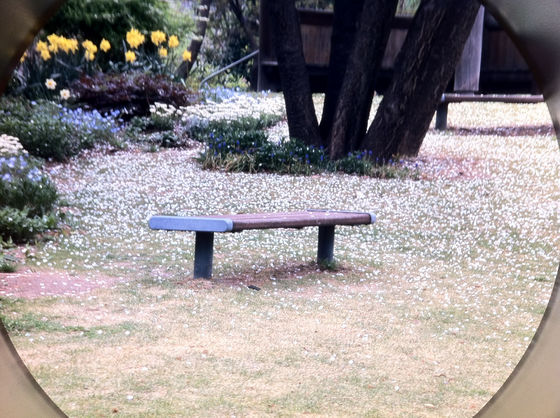 森を見ずして木ばかり見る