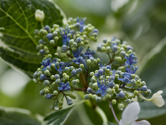 能護寺の紫陽花