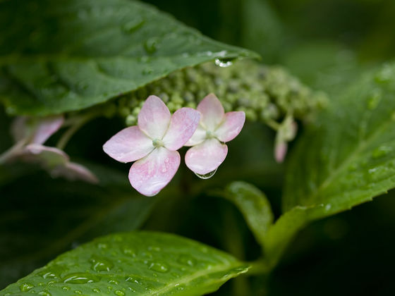 能護寺の紫陽花