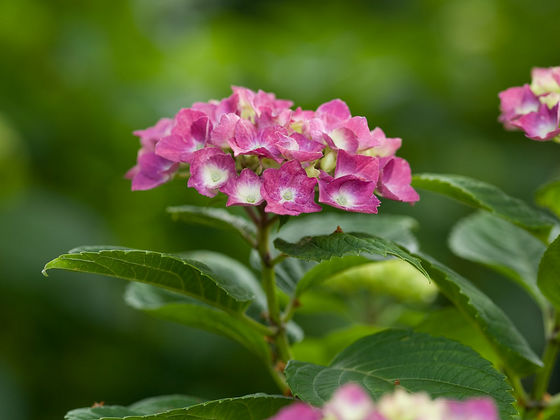 能護寺の紫陽花