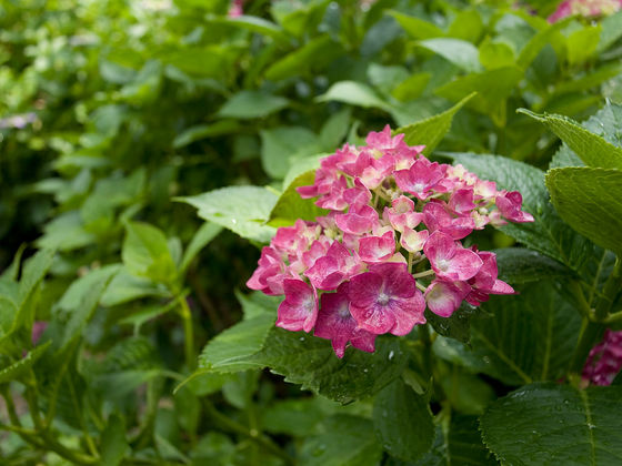 能護寺の紫陽花