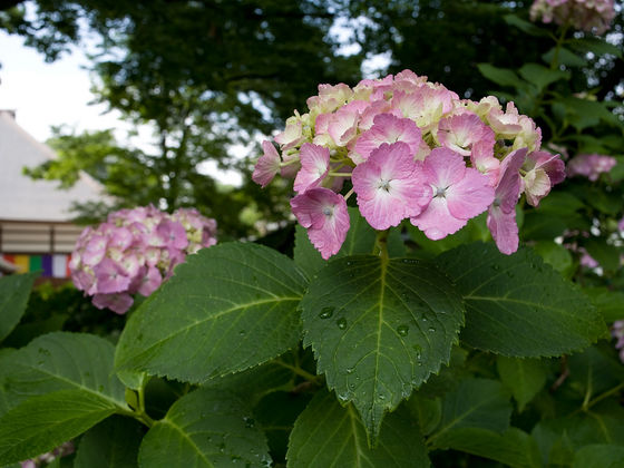 能護寺の紫陽花
