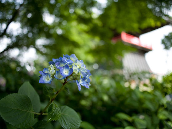 能護寺の紫陽花
