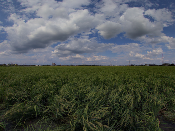 秋の雲、かなぁ・・・
