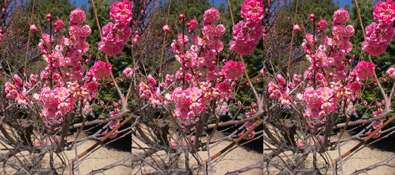 梅と青空と・・・  3D