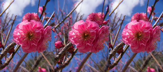 梅と青空と・・・  3D