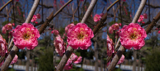 梅と青空と・・・  3D