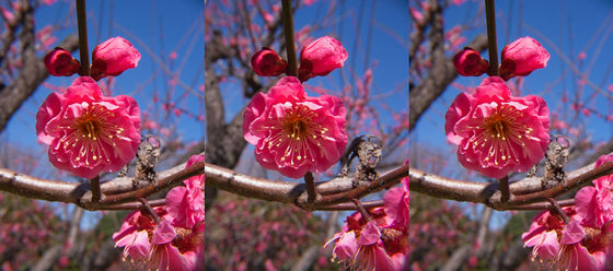 梅と青空と・・・  3D