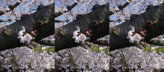 Sakura 2012 S3D No.2
