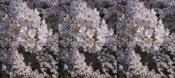 Sakura 2012 S3D No.2