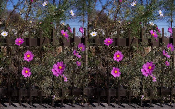 Stereogram6